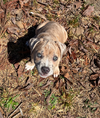 Ash - The Loyal-Tree Litter