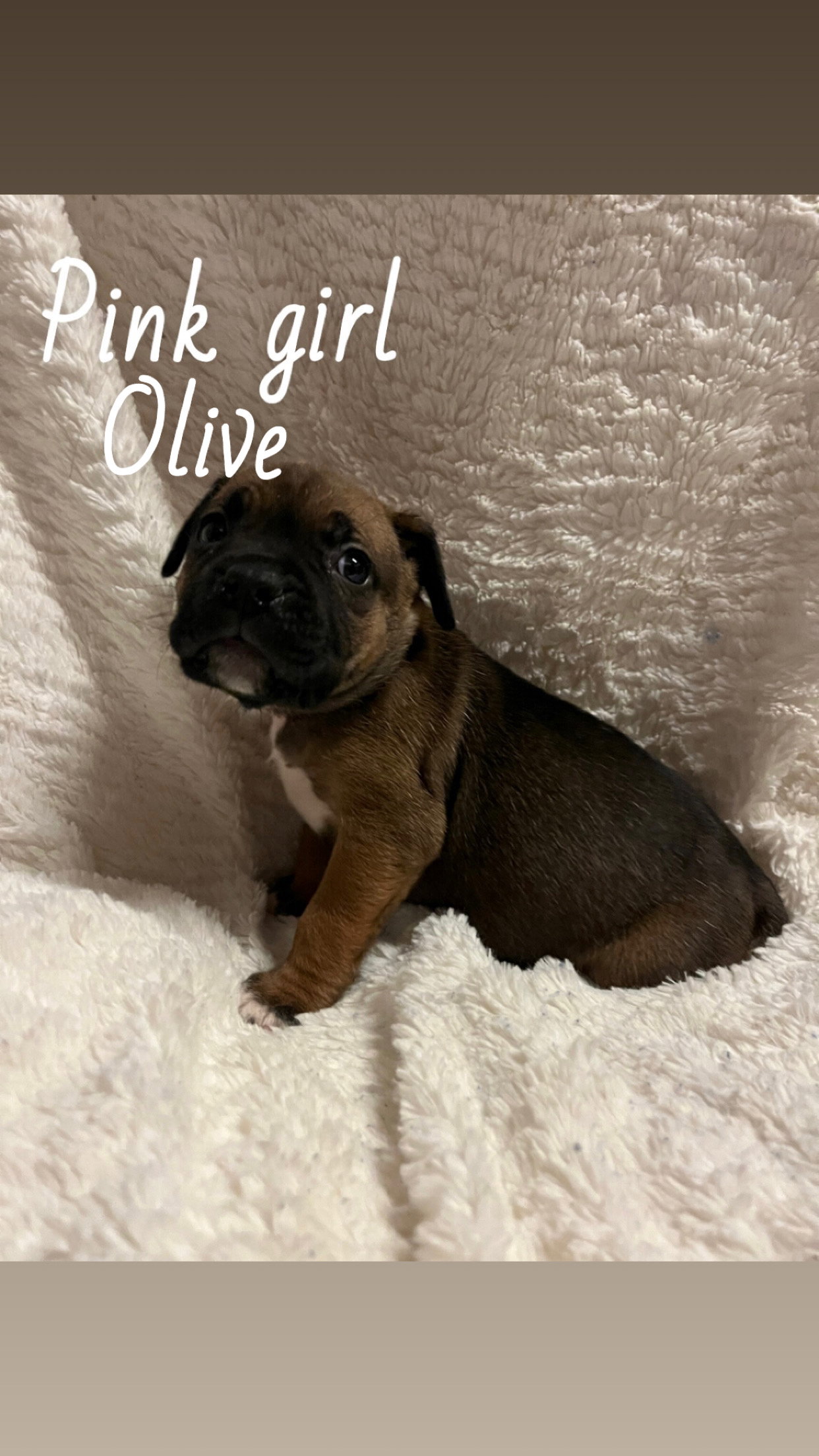 Olive - The Loyal-Tree Litter Image