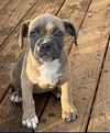 Willow - The Loyal-Tree Litter