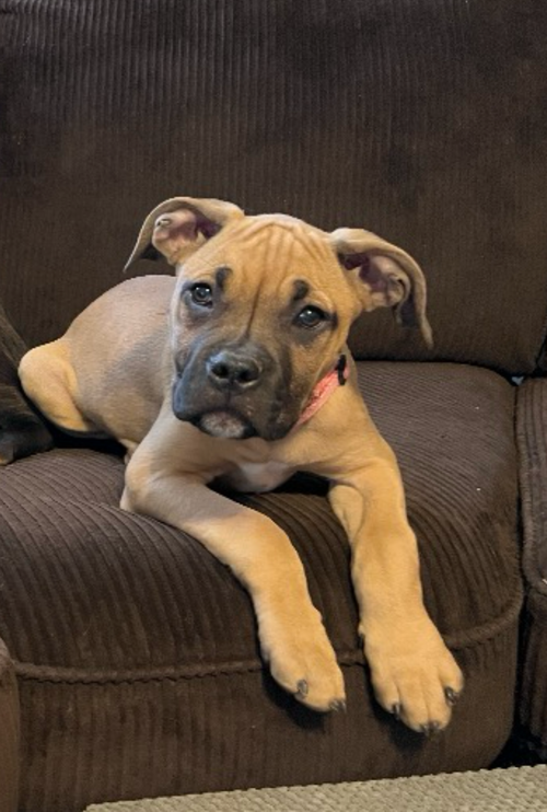 picture of the dog needing adoption