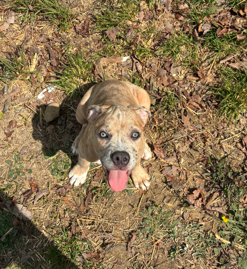picture of the dog needing adoption