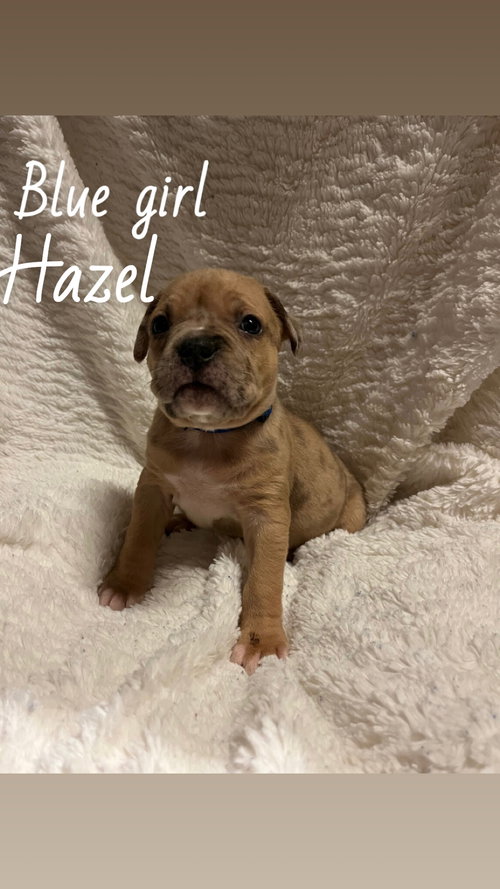 Hazel - The Loyal-Tree Litter