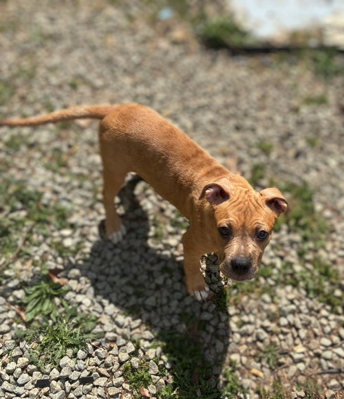 picture of the dog needing adoption
