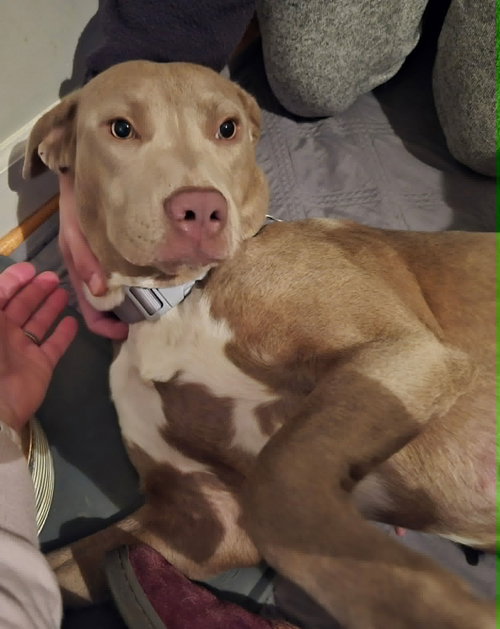 ZOEY - Pit Bull Terrier / Labrador Retriever available for adoption