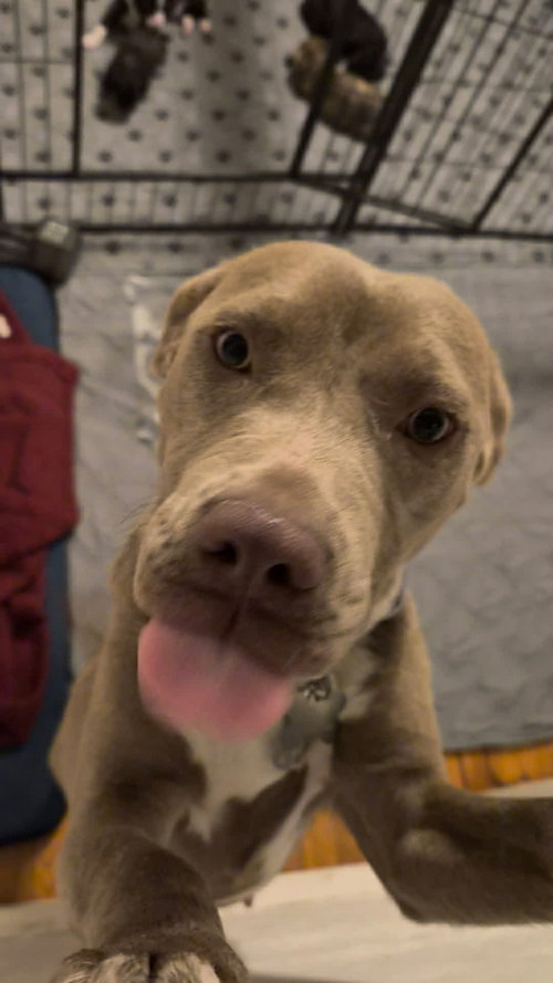 ZOEY - Pit Bull Terrier / Labrador Retriever available for adoption
