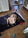 Zoey - Photo 3