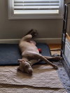 Zoey - Photo 6