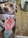 Zoey - Photo 10