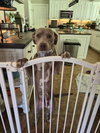 Zoey - Photo 9