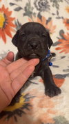 Paco-Stella's Litter