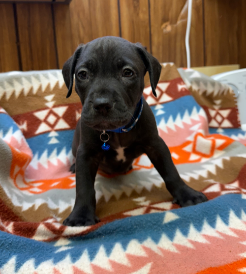 Paco-Stella's Litter
