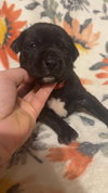 Rose-Stella's Litter