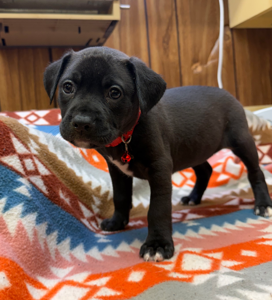 Rose-Stella's Litter Image