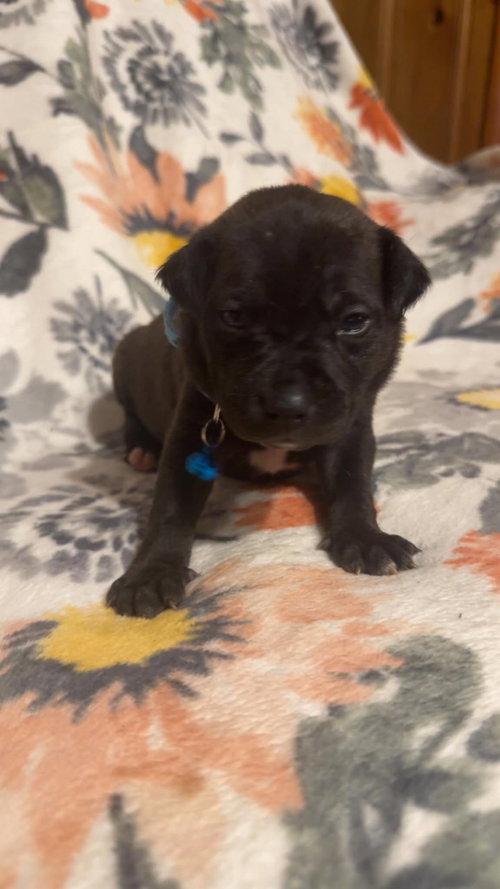 Max-Stella's Litter