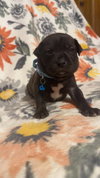 Max-Stella's Litter