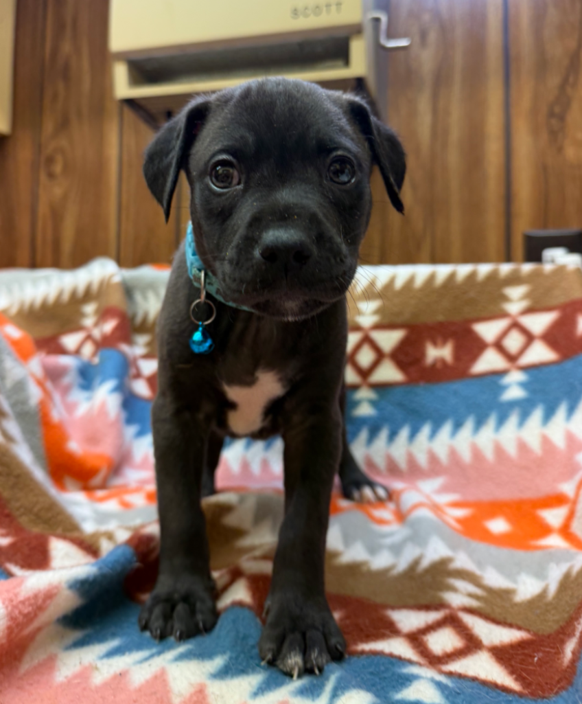 Max-Stella's Litter Image