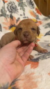 Teddy-Stella's Litter