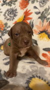 Brownie-Stella's Litter