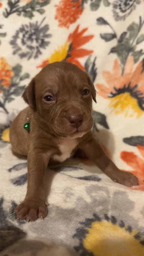 Brownie-Stella's Litter