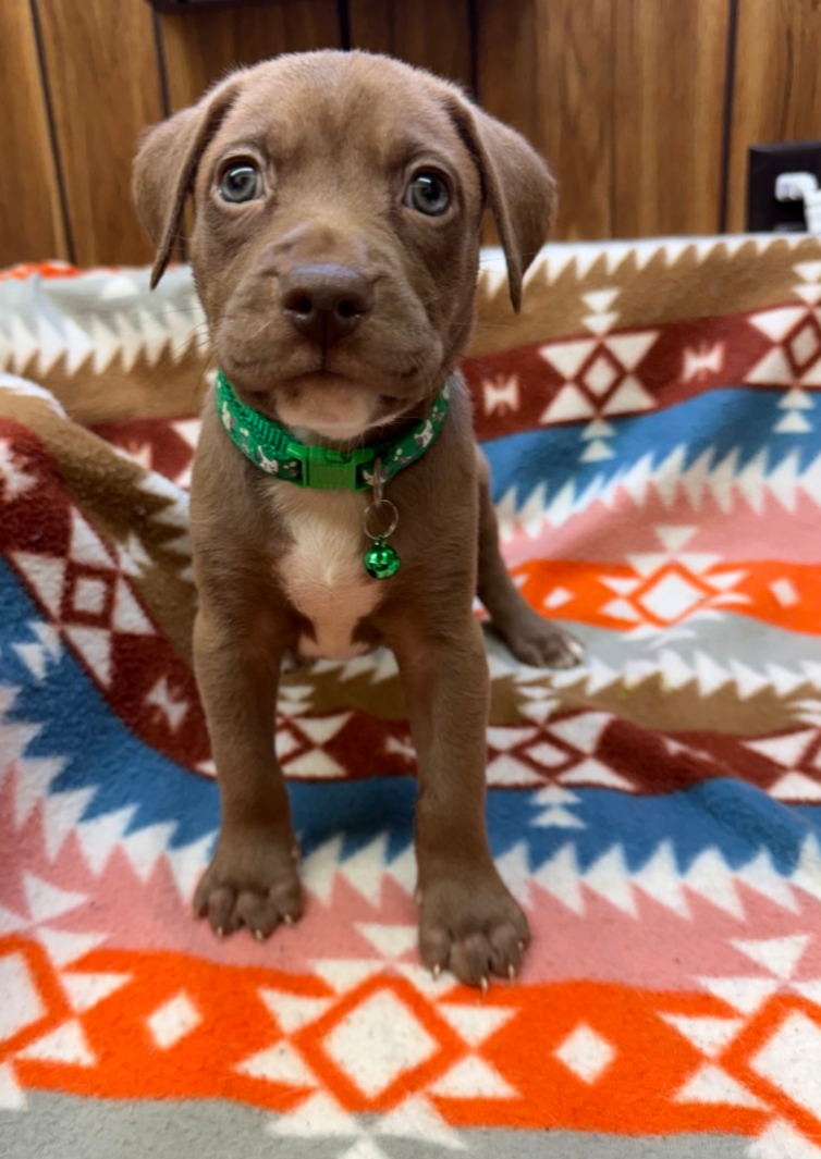 Brownie-Stella's Litter Image