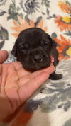 Tiny-Stella's Litter