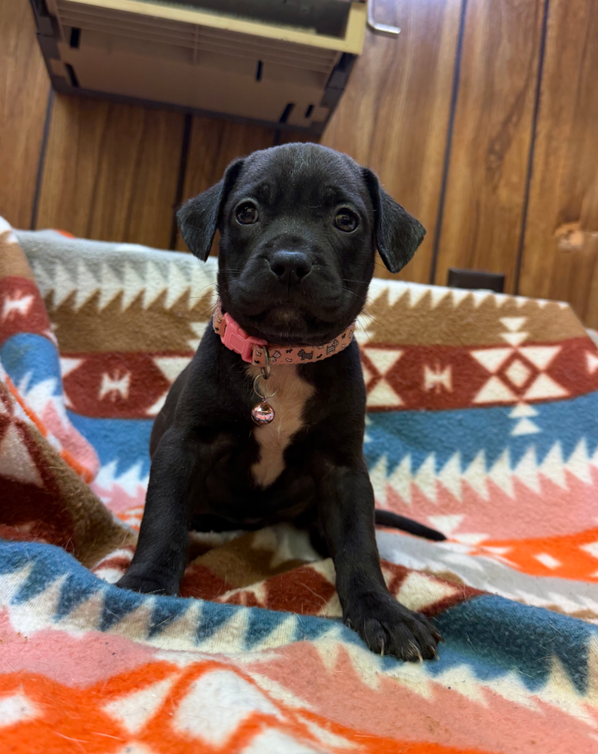 Tiny-Stella's Litter Image