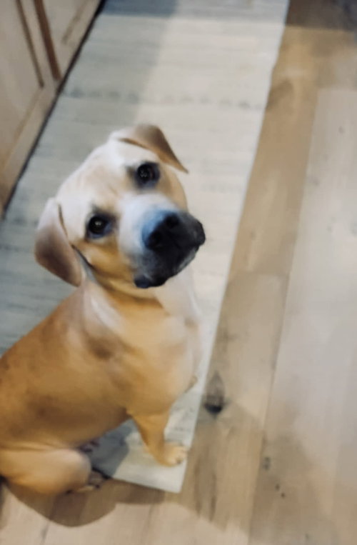 picture of the dog needing adoption