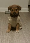 Dierks-Nick of Time Litter
