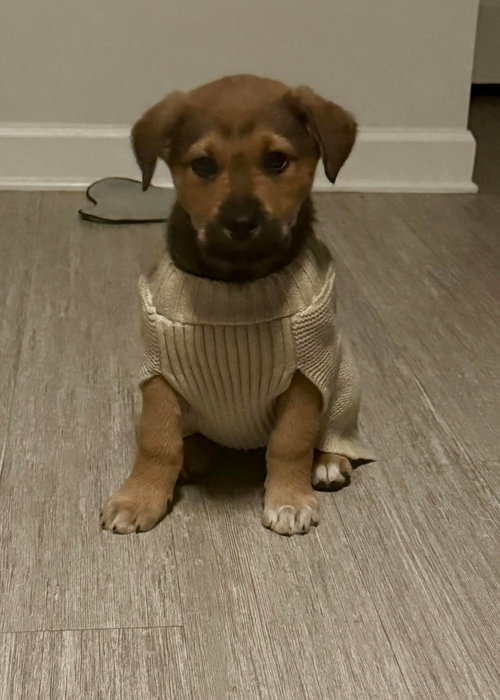 Dierks-Nick of Time Litter