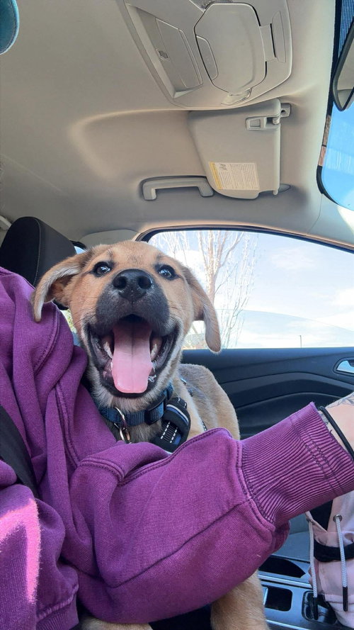 Dierks-Nick of Time Litter