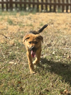 Dierks-Nick of Time Litter