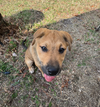 Dierks-Nick of Time Litter