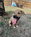 Dierks-Nick of Time Litter