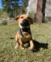 Dierks-Nick of Time Litter