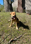 Dierks-Nick of Time Litter