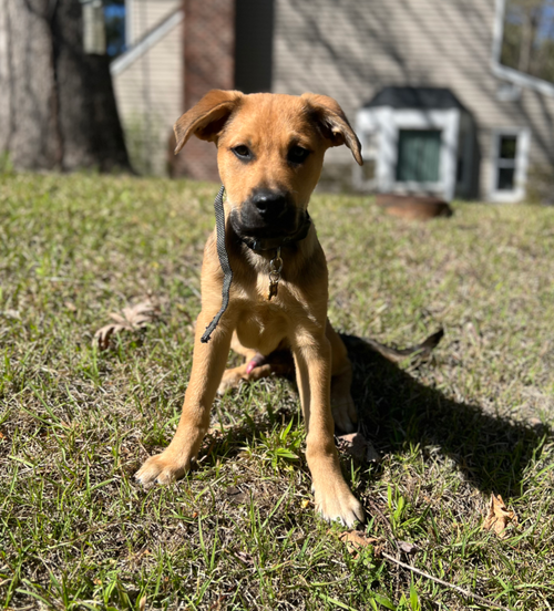 picture of the dog needing adoption