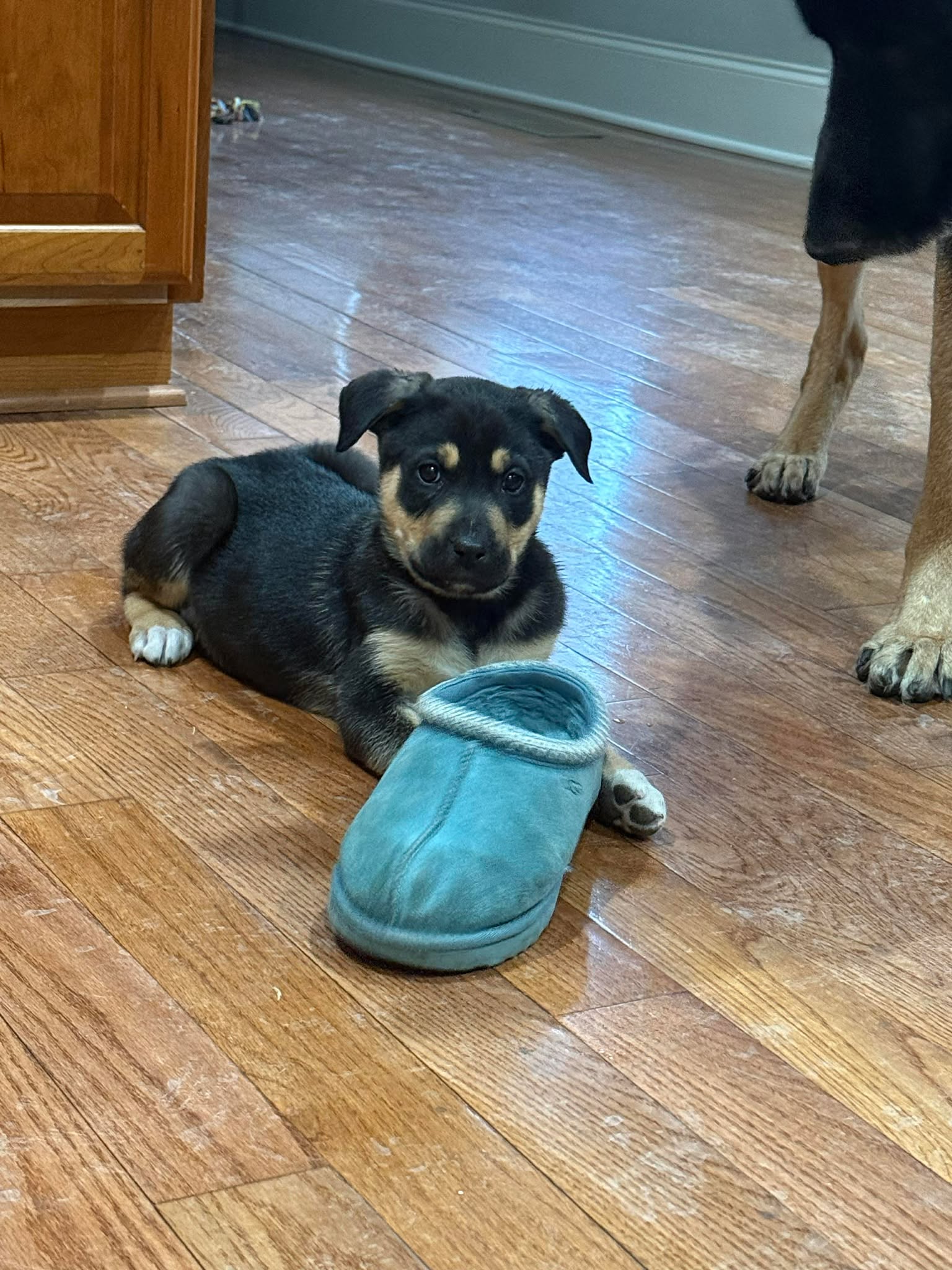 George-Nick of Time Litter Image