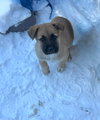 Lainey-Nick of Time Litter