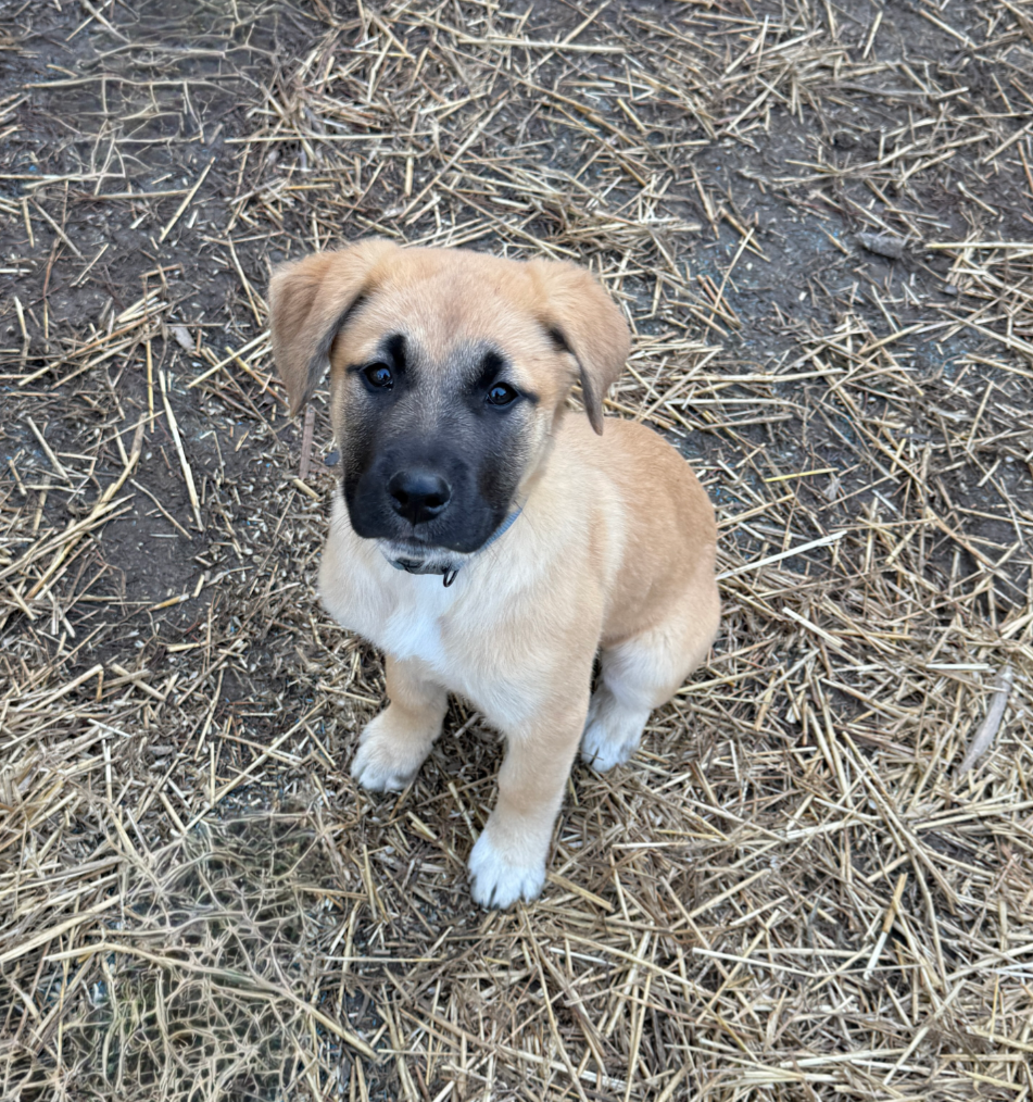 Lainey-Nick of Time Litter Image