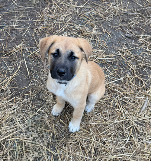 Lainey-Nick of Time Litter