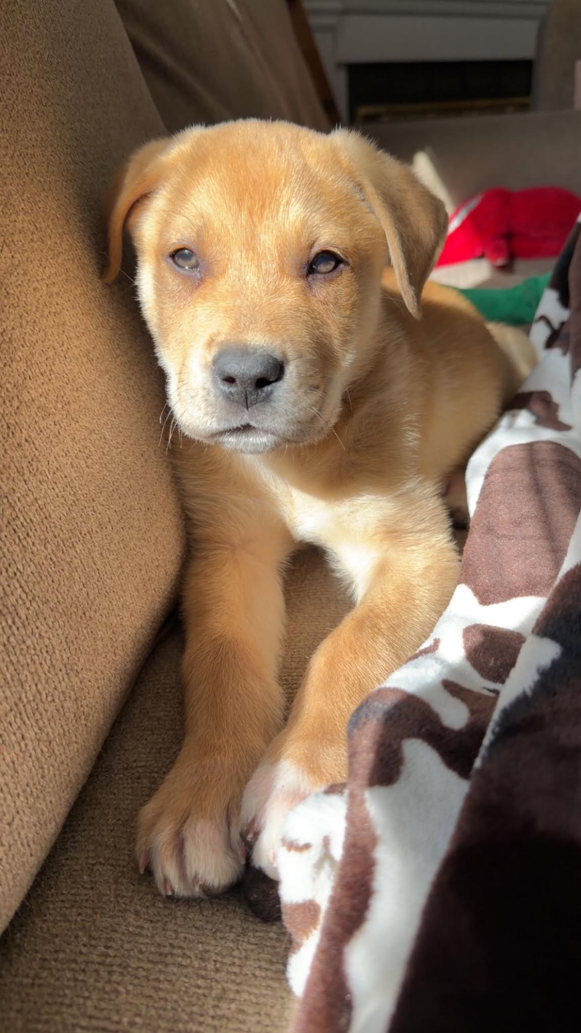 Willie-Nick of Time Litter Image