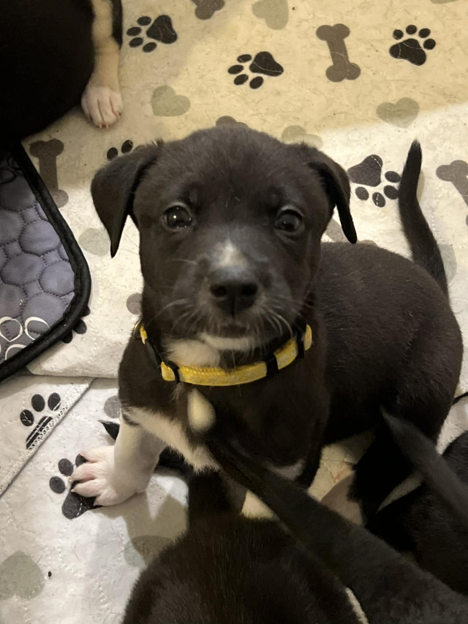 Daisy - Flower Power Litter Image