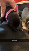 Jasmine - Flower Power Litter