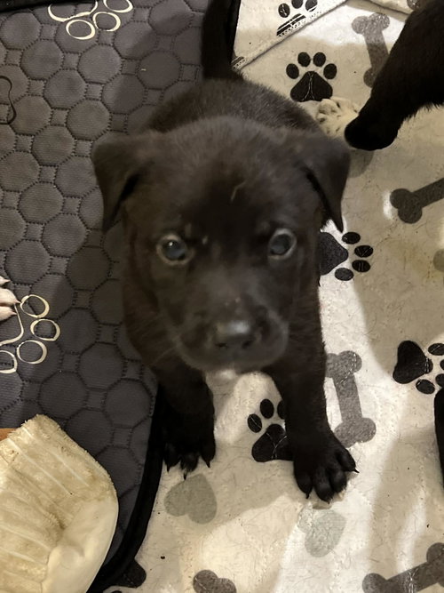 Jasmine - Flower Power Litter