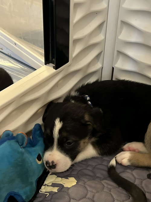Briar - Flower Power Litter