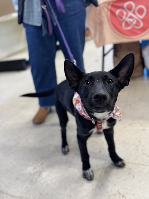 Tina Turner, an adoptable Shepherd in Holly Springs, NC