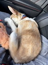 Orion - Fuzzy Butt Litter