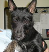 Wylie - application pending