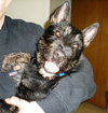 Wylie - application pending