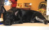 Wylie - application pending